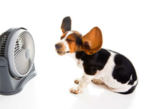 Beagle dog in front of a fan with ears blowing in the wind