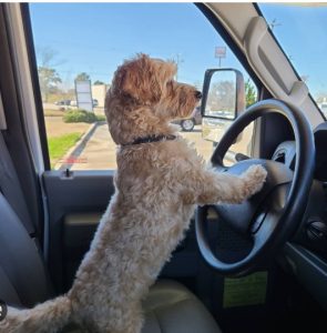 A poodle type dog pretending to drive an RV