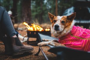 Spotted dog sitting with his human by a crackling fire