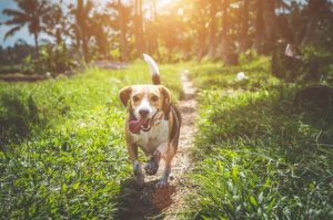 Dog walking in nature on a grassy path